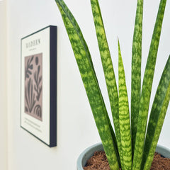 20 - 30cm Sansevieria Spaghetti House Plant in 12cm Pot