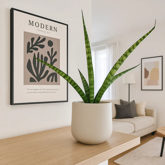 20 - 30cm Sansevieria Trifasciata 'Megan' House Plant in 12cm Pot