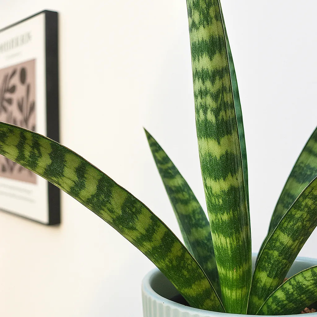 20 - 30cm Sansevieria Trifasciata 'Megan' House Plant in 12cm Pot