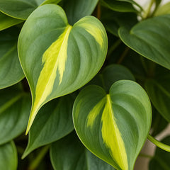 20 - 30cm Scandens Brazil Pothos Epipremnum House Plant 23cm Bowl