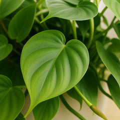 20 - 30cm Scandens Pothos Epipremnum House Plant 23cm Bowl