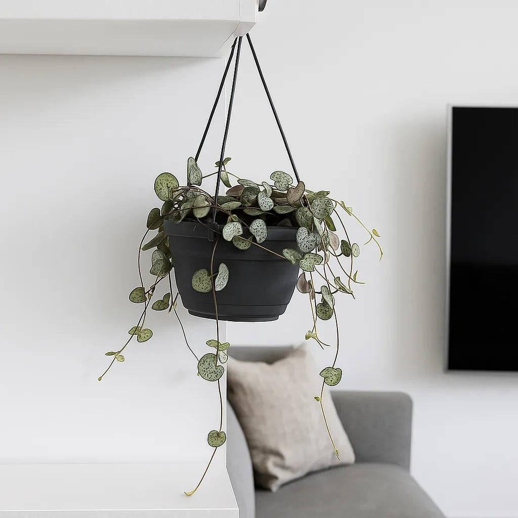 20 - 30cm String of Hearts Ceropegia Woodii Hanging 12cm Pot