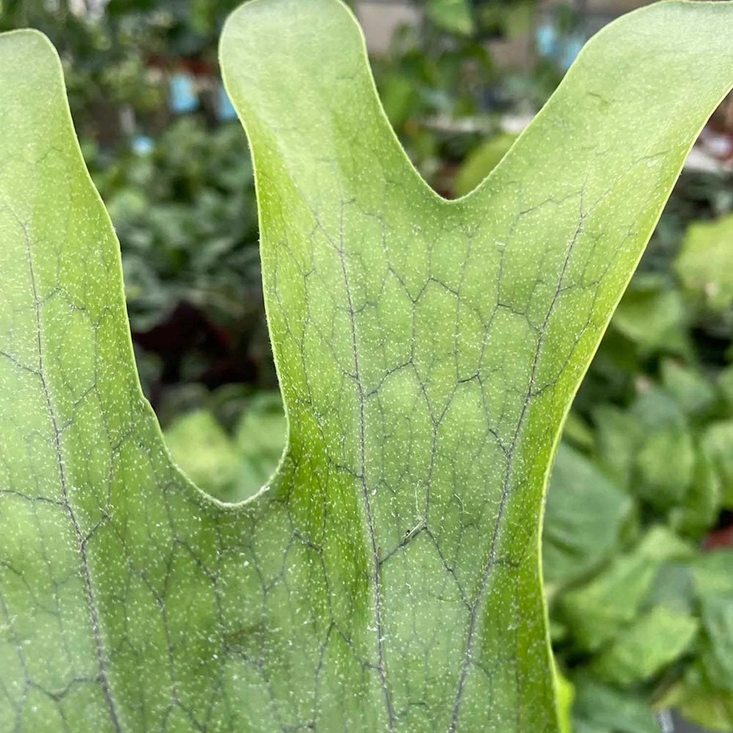 20 - 30cm Superbum Staghorn Fern Platycerium Superbum 12cm Pot House Plant