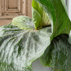 20 - 30cm Superbum Staghorn Fern Platycerium Superbum 12cm Pot House Plant