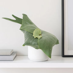 20 - 30cm Superbum Staghorn Fern Platycerium Superbum 12cm Pot House Plant