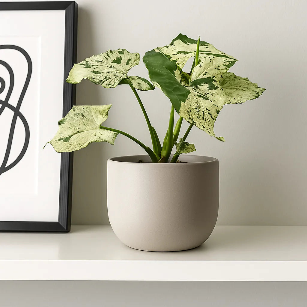 20 - 30cm Syngonium Green Splash Arrowhead House Plant 10cm Pot