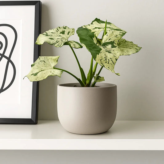 20 - 30cm Syngonium Green Splash Arrowhead House Plant 10cm Pot