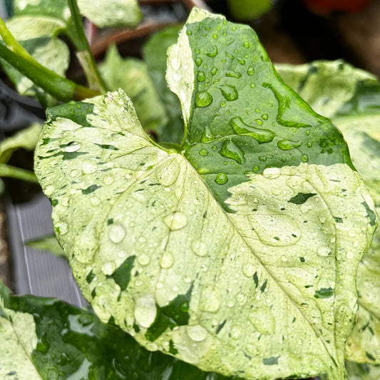 20 - 30cm Syngonium Green Splash Arrowhead House Plant 10cm Pot