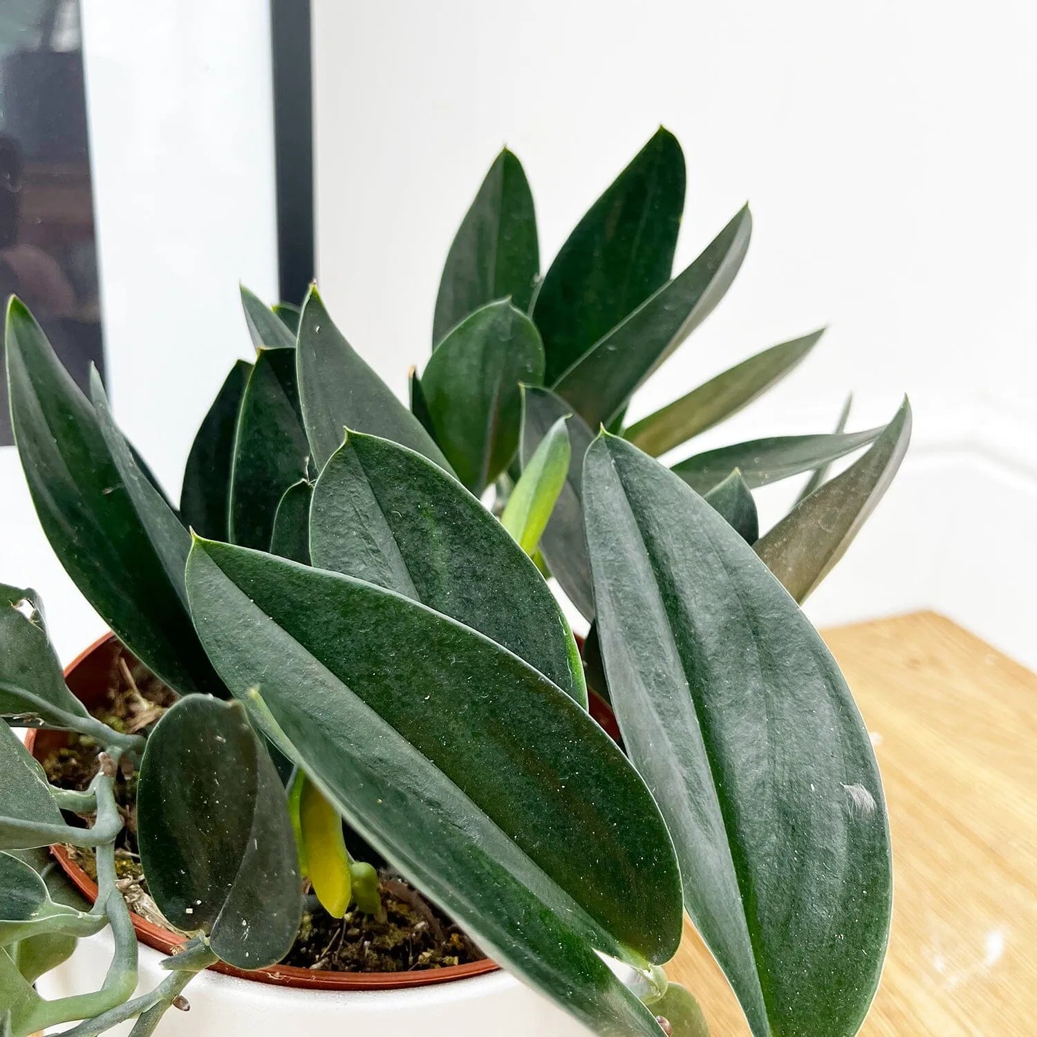 20 - 30cm Treubii Dark Form Pothos Epipremnum 12cm Pot House Plant