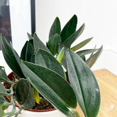 20 - 30cm Treubii Dark Form Pothos Epipremnum 12cm Pot House Plant