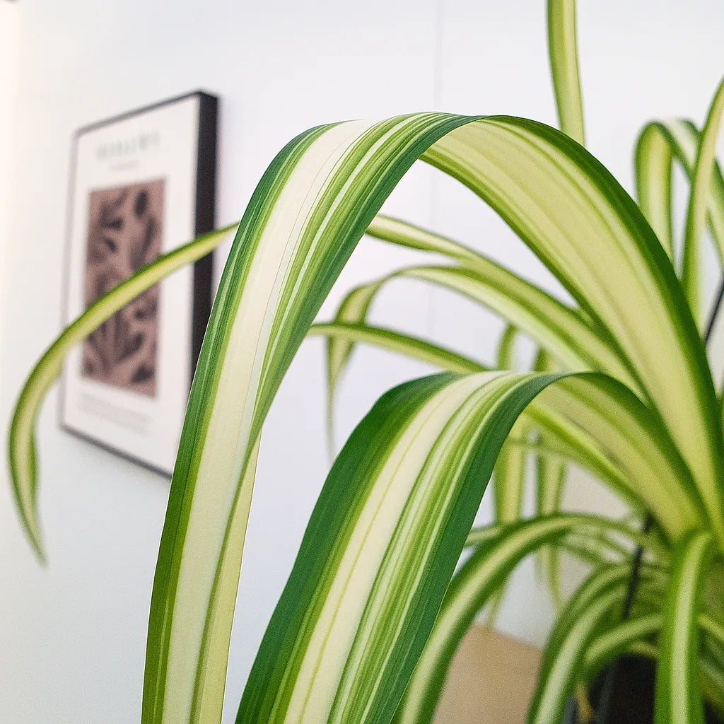 20 - 30cm Variegated Chlorophytum Comosum in Hanging 14cm Pot