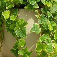 20 - 30cm Variegated Hedera Green Ivy 12cm Pot