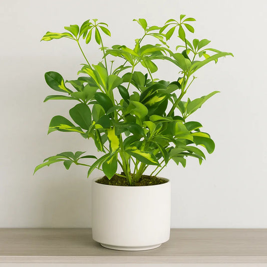 20 - 30cm Variegated Schefflera House Plant 13cm Pot