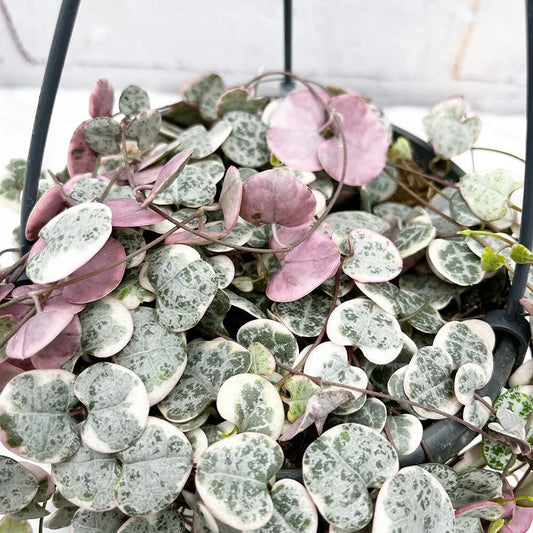 20 - 30cm Variegated String of Hearts Ceropegia Woodii in 14cm Hanging Pot