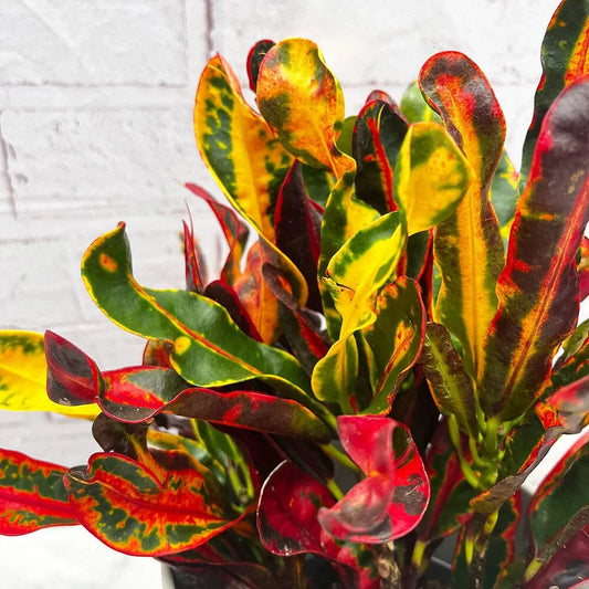 Croton - Croton Var. - 9cm pot - Room Plant Croton - Croton Var. - 9cm pot - Room Plant