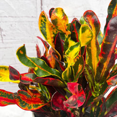 20 - 35cm Croton Mammi Codiaeum 12cm Pot House Plant