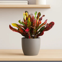 20 - 35cm Croton Mammi Codiaeum 12cm Pot House Plant