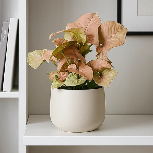 20 - 35cm Syngonium Red Heart Arrowhead Plant House Plant 12cm Pot