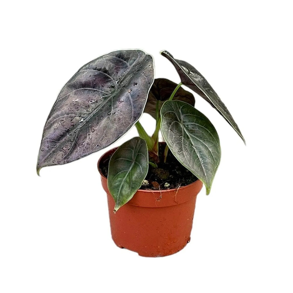 20 cm Alocasia Azlanii House Plant 10,5 cm Pot