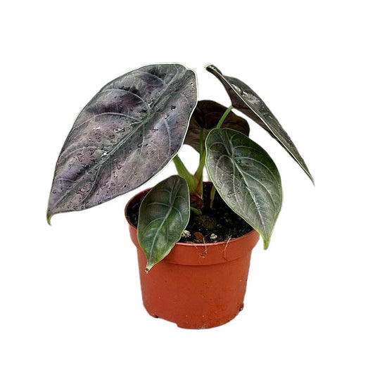 20 cm Alocasia Azlanii House Plant 10,5 cm Pot