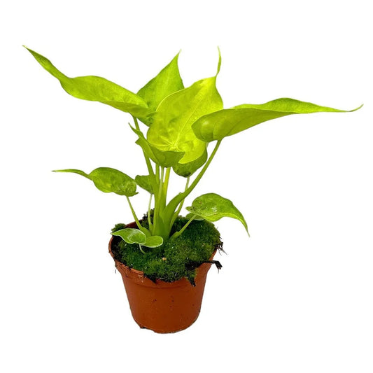 20 cm Alocasia Golden Cucullata House Plant 14 cm Pot