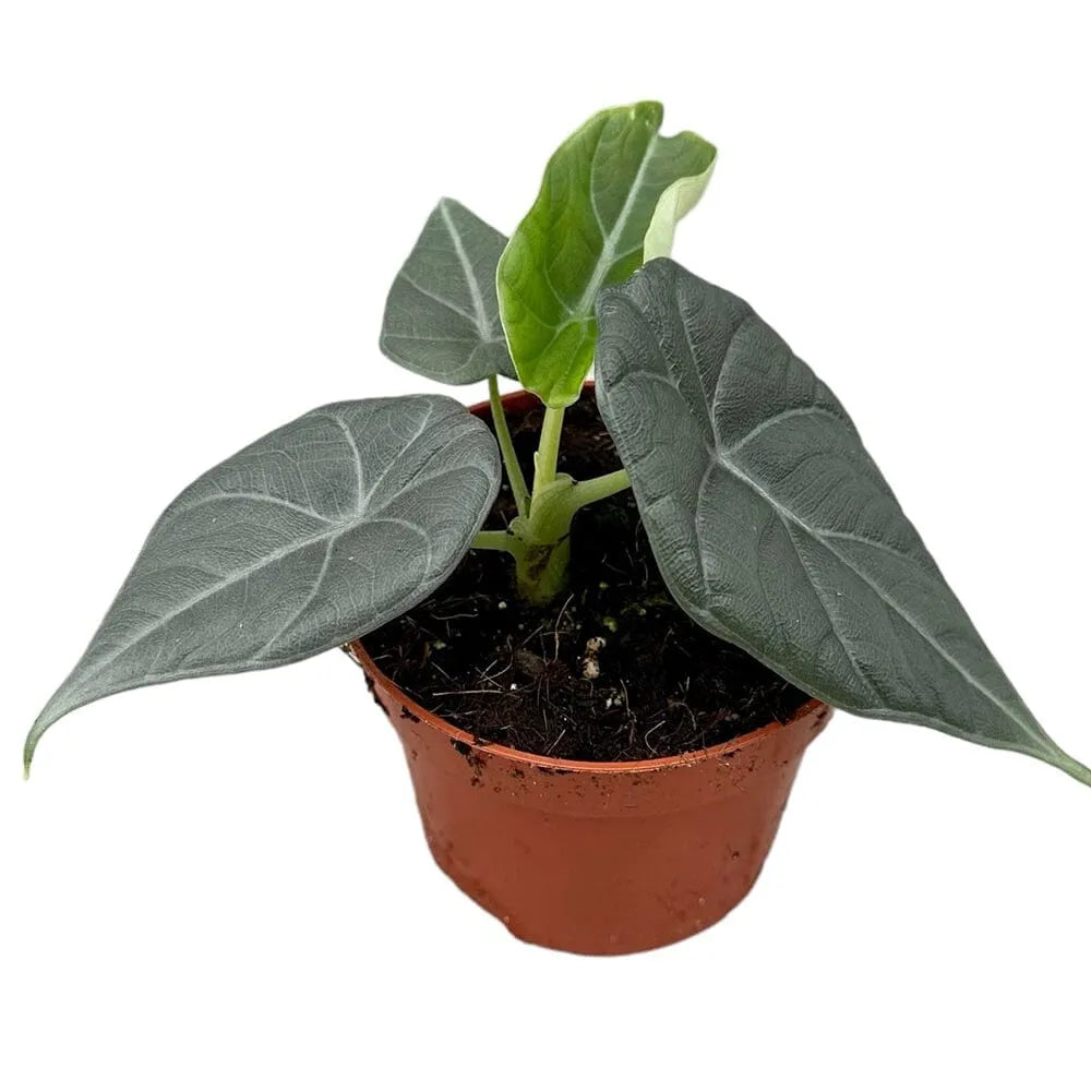 20 cm Alocasia Maharani House Plant 10,5 cm Pot