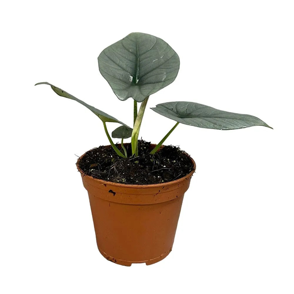 20 cm Alocasia Nebula Imperialis House Plant 14 cm Pot