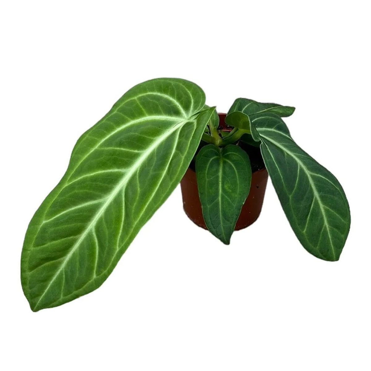 20 cm Anthurium Villenaorum House Plant 10,5 cm Pot
