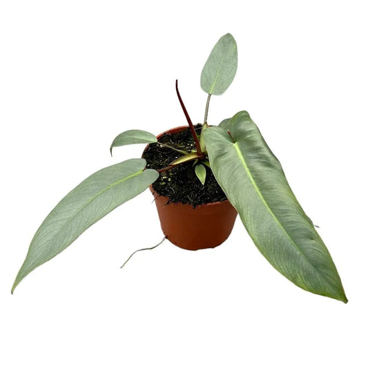 20 cm Philodendron Atabapoense House Plant 14 cm Pot