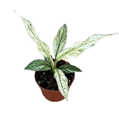 20 cm Spathiphyllum Sensation Variegata House Plant 10,5 cm Pot
