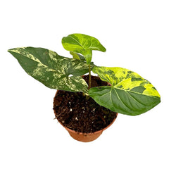 20 cm Syngonium Aurea House Plant 14 cm Pot