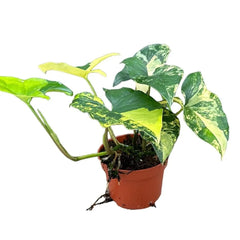 20 cm Syngonium Aurea House Plant 14 cm Pot