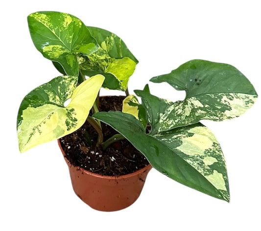 20 cm Syngonium Aurea House Plant 14 cm Pot