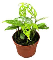 20cm Monstera Obliqua Peru House Plant 10.5cm Pot House Plant