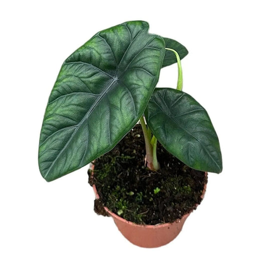 20cm Alocasia Puncakborneensis House Plant 10,5 cm Pot