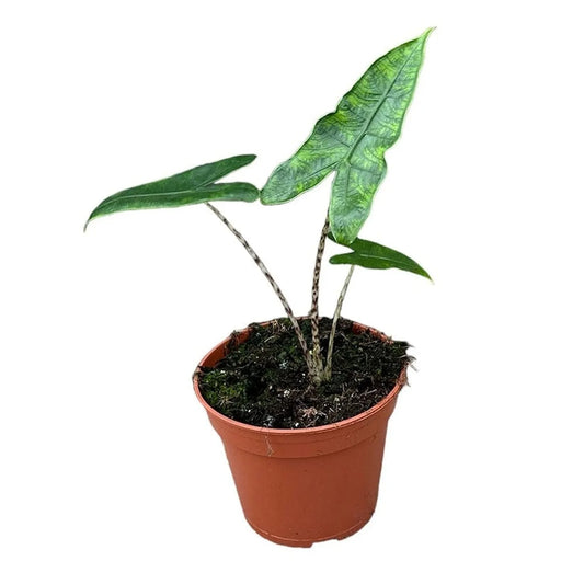 20cm Alocasia Zebrina Reticulata House Plant 10,5 cm Pot