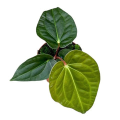 20cm Anthurium Regale X Luxurians House Plant 14 cm Pot