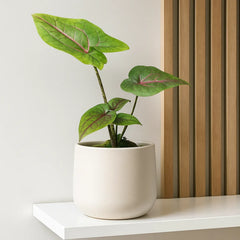 20cm Cyrtosperma Johnstonii House Plant 10.5cm Pot