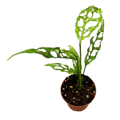 20cm Monstera Obliqua Peru House Plant 10.5cm Pot