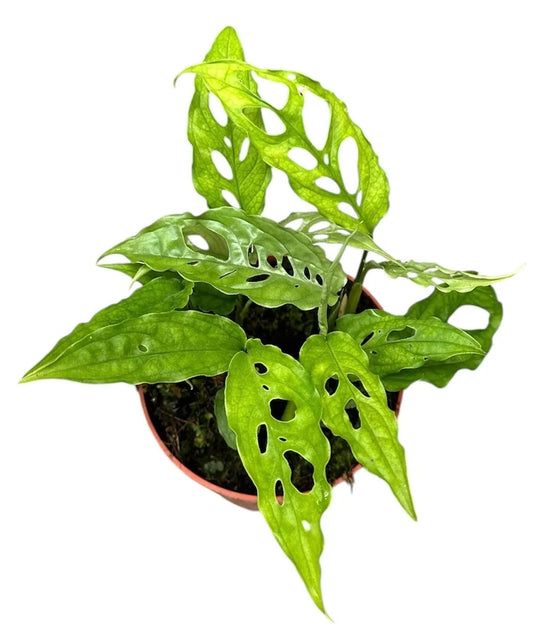 20cm Monstera Obliqua Peru House Plant 10.5cm Pot