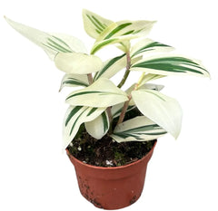 20cm Variegated Spiral Ginger Costus Arabicus House Plant 10.5cm Pot