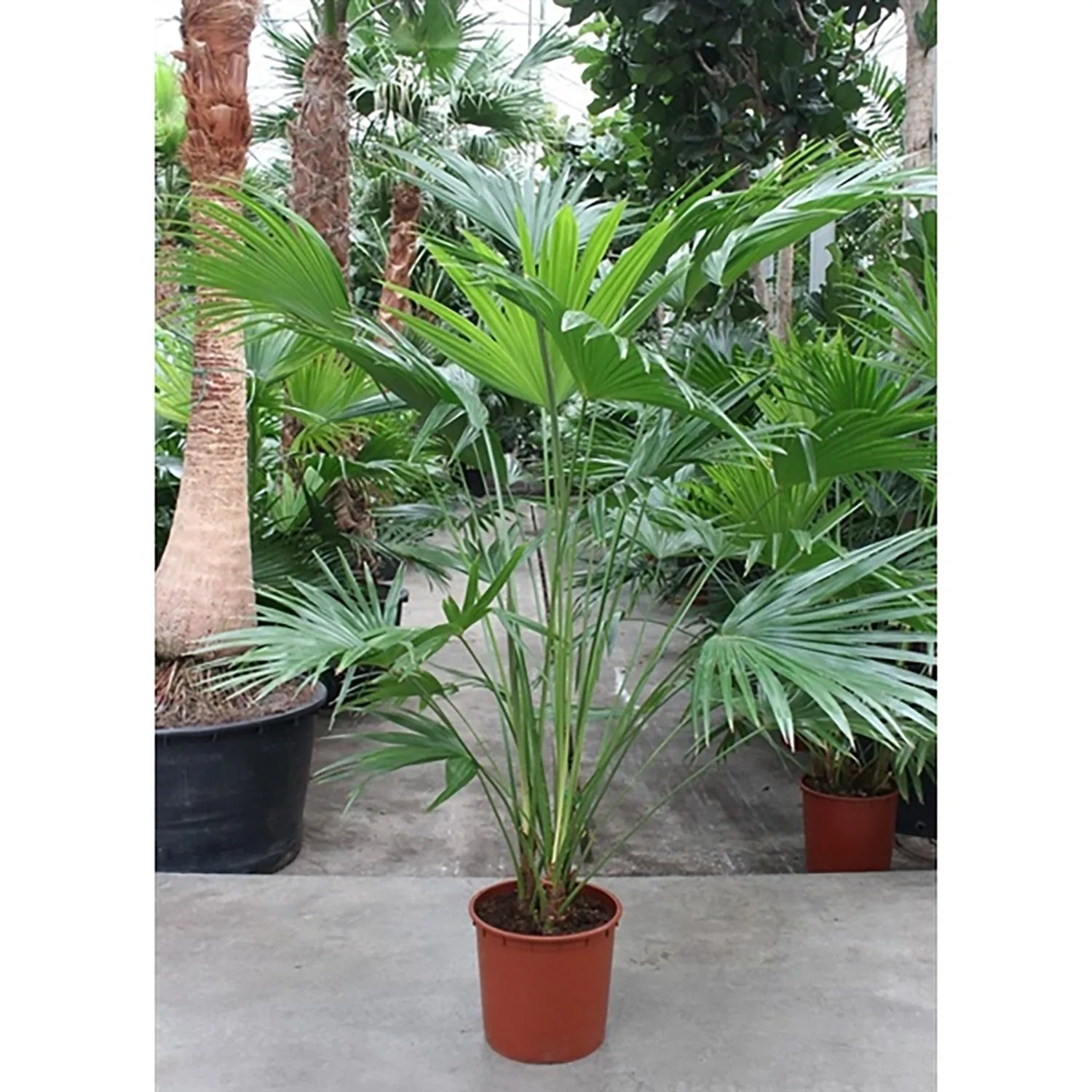 210 - 230cm XXL Livistona Chinensis 34cm Pot 3 Plants in Pot House Plant