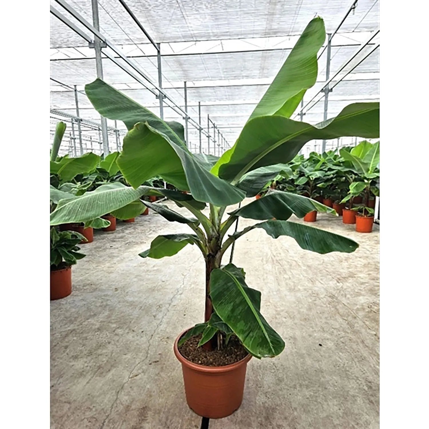 210 - 230cm XXL Musa Dwarf Cavendish Banana 45cm Pot House Plant
