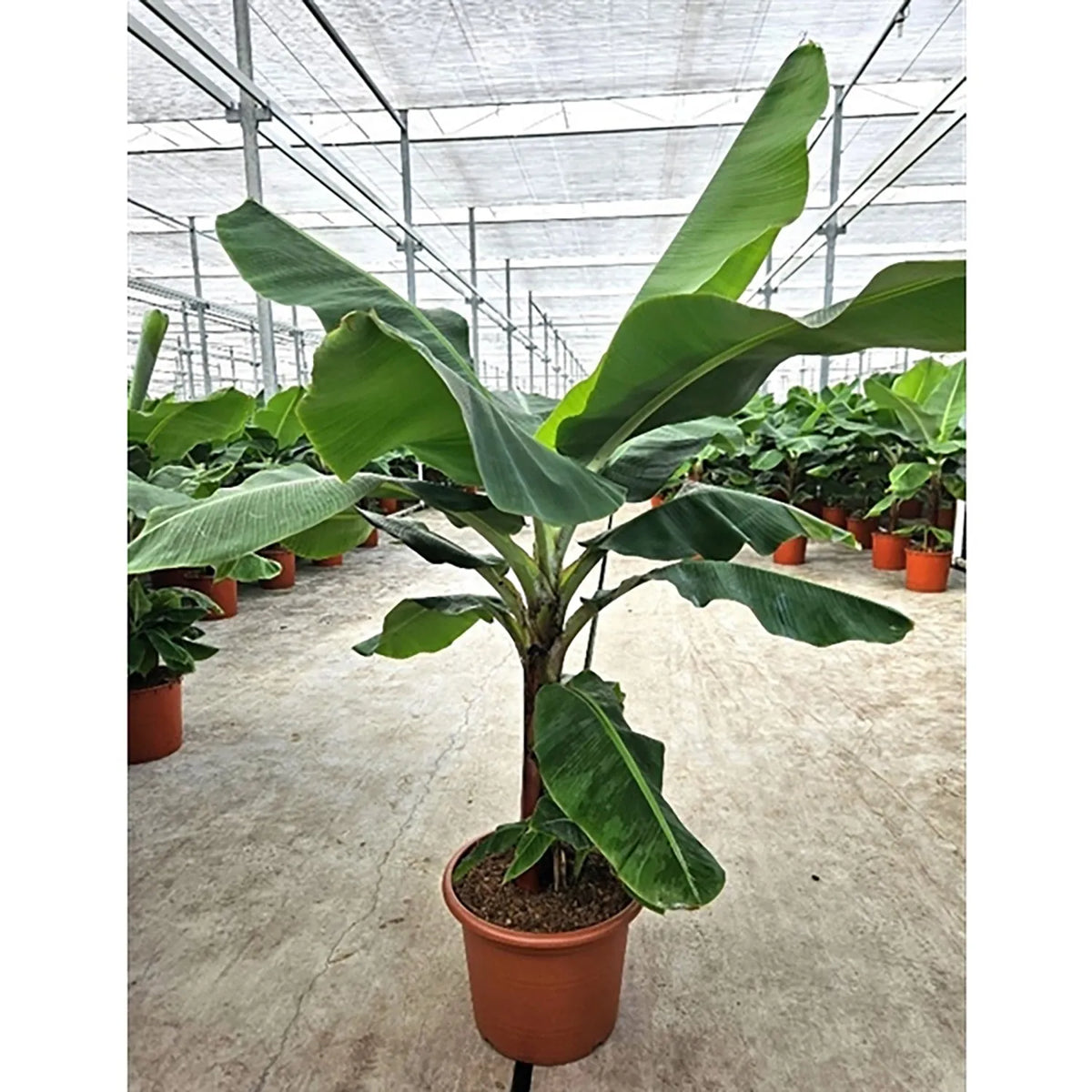 210 - 230cm XXL Musa Dwarf Cavendish Banana 45cm Pot House Plant