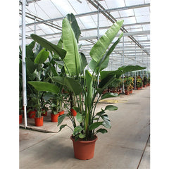 210 - 230cm XXL Strelitzia Nicolai 55cm Pot 6 Plants in Pot House Plant