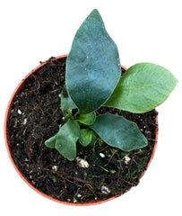 Microsorum Siamensis 8cm Pot 10cm Height House Plant