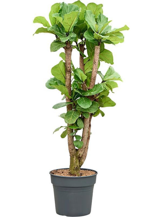 130 - 140cm Ficus Lyrata Fiddle Leaf Fig 34cm Pot House Plant
