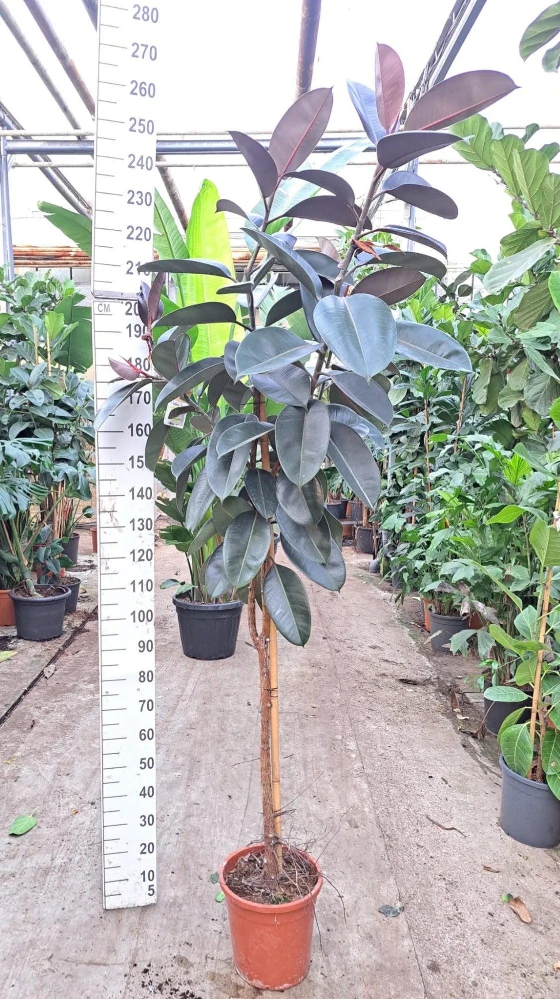 240 - 260cm XXL Ficus Elastica Abidjan 30cm Pot House Plant