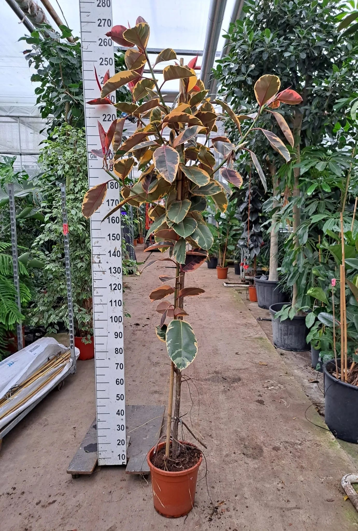 240 - 260cm XXL Ficus Elastica Belize 30cm Pot House Plant