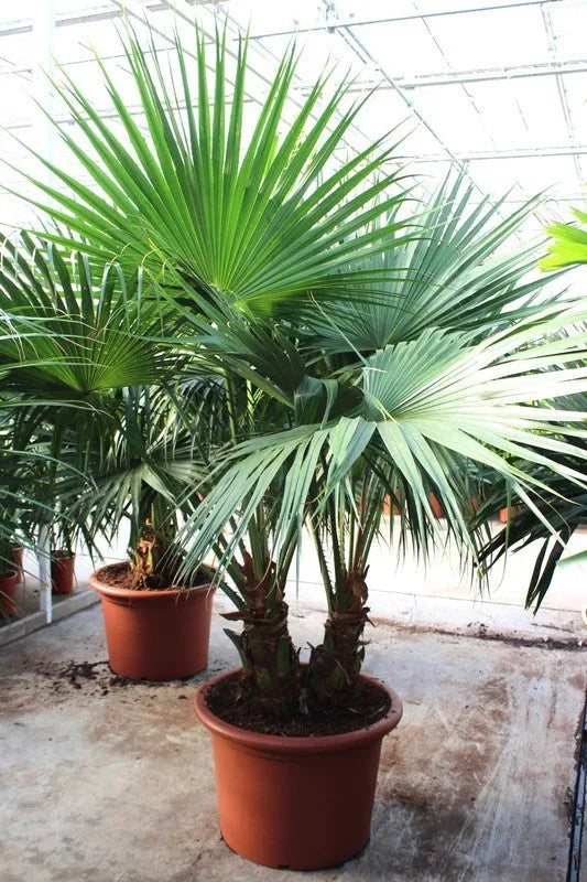 240 - 260cm XXL Livistona Chinensis 70cm Pot House Plant
